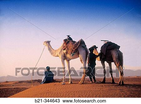 Stock Image - Men and camels in the dunes of Tinfou, South of Zagora, Morocco.. Fotosearch