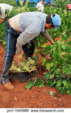 Men at work, vintage, grapes recollection, Las Rozas, Almendralejo, Badajoz province, Extremadura, Spain View Large Photo Image Stock Photo - Men at work, vintage, grapes recollection, Las Rozas, Almendralejo, Badajoz province, Extremadura, Spain. Fotosearch
