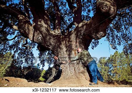 Men hugging a holm oak, Quercus ilex, Soria Castile-Leon Spain View Large Photo Image Stock Photo - Men hugging a holm oak, Quercus ilex, Soria Castile-Leon Spain. Fotosearch