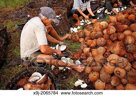 men processing coconut, Borneo View Large Photo Image Picture - men processing coconut, Borneo. Fotosearch