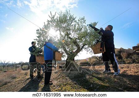 Men working at olive grove, Spain View Large Photo Image Stock Photography - Men working at olive grove, Spain. Fotosearch