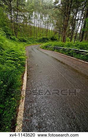 Stock Image - Mendata forest Urdaibai Biosphere Reserve of Biscay, Basque Country Spain Europe. Fotosearch