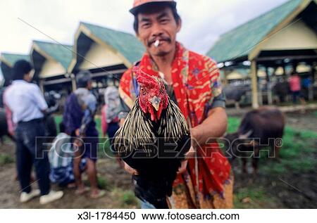 Stock Image - Mercado de Animales de Bovl Tana Toraja Sulawesi Indonesia. Fotosearch