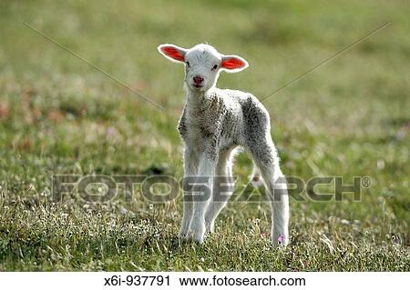 Merino Lamb, Alentejo, Portugal View Large Photo Image Stock Image - Merino Lamb, Alentejo, Portugal. Fotosearch