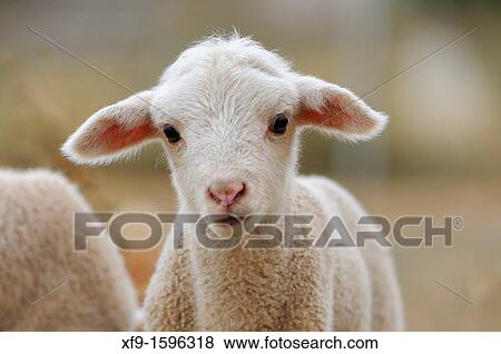 Merino lamb, Badajoz province, Extremadura, Spain View Large Photo Image Stock Photo - Merino lamb, Badajoz province, Extremadura, Spain. Fotosearch