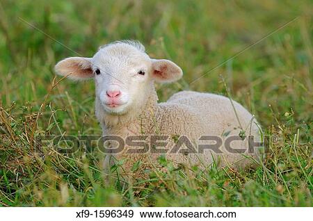 Merino lamb, Extremadura, Spain View Large Photo Image Stock Photo - Merino lamb, Extremadura, Spain. Fotosearch