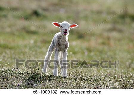 Stock Image - Merino Lamb Ovis ammon aries, on meadow bleating, Portugal. Fotosearch