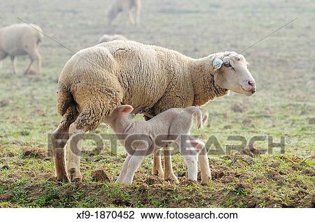 Merino sheep and lamb Badajoz province Extremadura Spain View Large Photo Image Stock Image - Merino sheep and lamb Badajoz province Extremadura Spain. Fotosearch