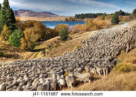 Merino sheep flock being moved by shepherd and dogs, Arrowsmith Station, autumn, Lake Heron, Canterbury View Large Photo Image Stock Photo - Merino sheep flock being moved by shepherd and dogs, Arrowsmith Station, autumn, Lake Heron, Canterbury. Fotosearch