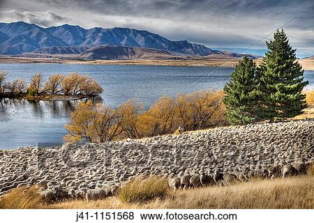 Stock Photo - Merino sheep flock being moved by shepherd and dogs, Arrowsmith Station, autumn, Lake Heron, Canterbury. Fotosearch