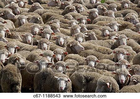 Merino Sheep Flock New Zealand View Large Photo Image Stock Image - Merino Sheep Flock New Zealand. Fotosearch