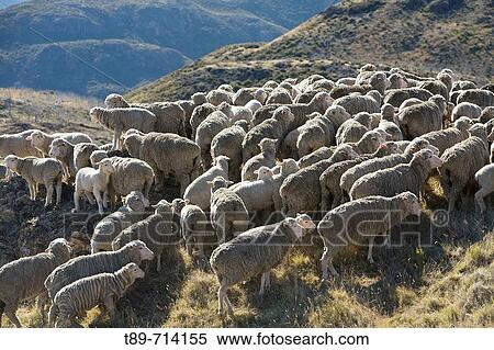 Merino Sheep in the Southern Alps View Large Photo Image Stock Photography - Merino Sheep in the Southern Alps. Fotosearch