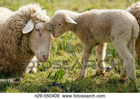 Merino Sheep, lamb. View Large Photo Image Stock Photo - Merino Sheep, lamb.. Fotosearch