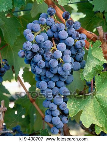 Merlot grapes. Red Mountain appellation, Columbia Valley, Eastern Washington, USA View Large Photo Image Stock Photo - Merlot grapes. Red Mountain appellation, Columbia Valley, Eastern Washington, USA. Fotosearch