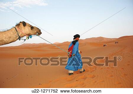 Merzouga Dunes (Morocco): a camel used for tourists pulled by a Tuareg man in the desert View Large Photo Image Stock Image - Merzouga Dunes (Morocco): a camel used for tourists pulled by a Tuareg man in the desert. Fotosearch