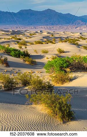 Mesquite Flat Sand Dunes, Death Valley National Park, California, USA, America. View Large Photo Image Stock Photo - Mesquite Flat Sand Dunes, Death Valley National Park, California, USA, America.. Fotosearch