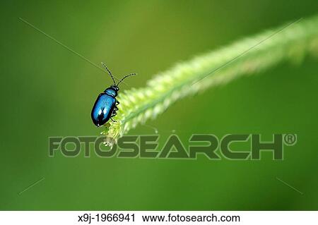 Metalic blue color of beetle of borneo View Large Photo Image Stock Image - Metalic blue color of beetle of borneo. Fotosearch