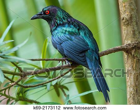 Metallic Starling Aplonis metallica. They usually nest in large and noisy colonies of over 1000 birds. View Large Photo Image Stock Image - Metallic Starling Aplonis metallica. They usually nest in large and noisy colonies of over 1000 birds.. Fotosearch