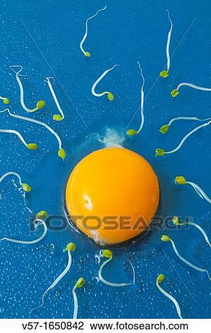 Stock Image - Metaphorical image of fertilization: an egg yolk and germinated vegetables. Fotosearch
