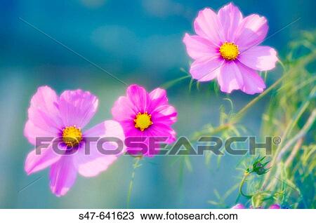 Mexican Aster. Cosmos bipinnatus. November 2006. Maryland, USA. View Large Photo Image Stock Image - Mexican Aster. Cosmos bipinnatus. November 2006. Maryland, USA.. Fotosearch