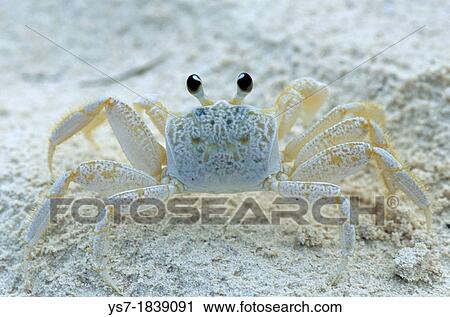 Mexican sand crab in Playa del Carmen beach, Caribbean sea, Quintana Roo, Yucatan peninsula, Mexico, Central America View Large Photo Image Stock Image - Mexican sand crab in Playa del Carmen beach, Caribbean sea, Quintana Roo, Yucatan peninsula, Mexico, Central America. Fotosearch