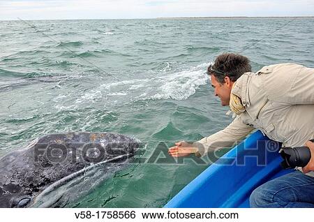 Mexico, Baja California, Bahia Magdalena, Puerto Lopez Mateos surroundings, Cetacean specialist Frederic Chotard getting close to a Gray whale View Large Photo Image Stock Photograph - Mexico, Baja California, Bahia Magdalena, Puerto Lopez Mateos surroundings, Cetacean specialist Frederic Chotard getting close to a Gray whale. Fotosearch