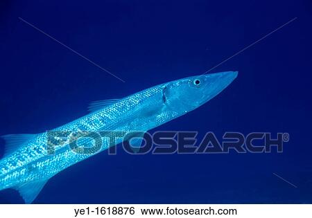 Mexico cozumel island francesca a great barracuda swimming sphyraena barracuda View Large Photo Image Stock Photograph - Mexico cozumel island francesca a great barracuda swimming sphyraena barracuda. Fotosearch