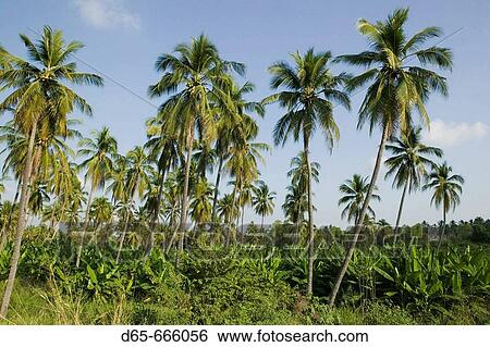 MEXICO-Pacific Coast-JALISCO-Barra de Navidad: Palm Trees Along Coast Road View Large Photo Image Stock Photograph - MEXICO-Pacific Coast-JALISCO-Barra de Navidad: Palm Trees Along Coast Road. Fotosearch