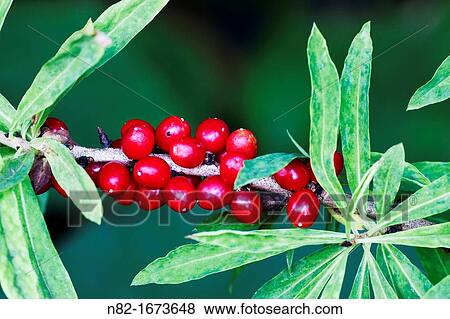 Mezeron Daphne mezereum with are very toxic red berries - Naturpark Altmuehltal, Bavaria/Germany View Large Photo Image Stock Photo - Mezeron Daphne mezereum with are very toxic red berries - Naturpark Altmuehltal, Bavaria/Germany. Fotosearch
