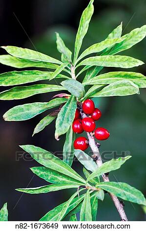 Stock Photo - Mezeron Daphne mezereum with are very toxic red berries - Naturpark Altmuehltal, Bavaria/Germany. Fotosearch