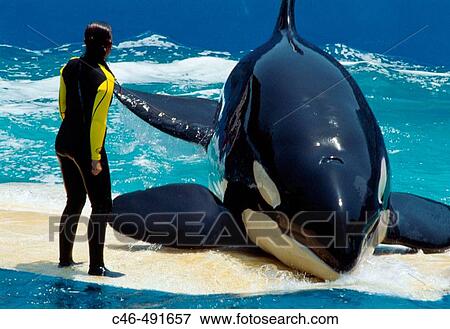 Miami Seaquarium, Miami, USA View Large Photo Image Stock Photo - Miami Seaquarium, Miami, USA. Fotosearch