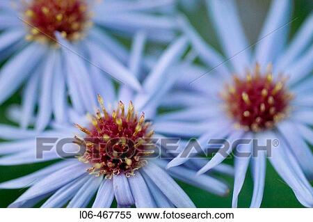 Michaelmas daisy View Large Photo Image Stock Photography - Michaelmas daisy. Fotosearch