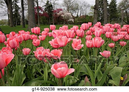 Michigan, Saginaw, Montague Inn, Bed and Breakfast, historic inn, Lake Linton, Saginaw River, early spring, garden, flower, tulips, bulbous plant, stems, pink, bloom, View Large Photo Image Stock Photo - Michigan, Saginaw, Montague Inn, Bed and Breakfast, historic inn, Lake Linton, Saginaw River, early spring, garden, flower, tulips, bulbous plant, stems, pink, bloom,. Fotosearch