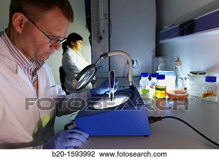Stock Image - Microbiological count agar plate, Cleanroom Microbiology, Biotechnology Laboratory, Health Area, Alava Technology Park, Technology Centre, Tecnalia Research & Innovation, Miano, Araba, Basque Country, Spain. Fotosearch