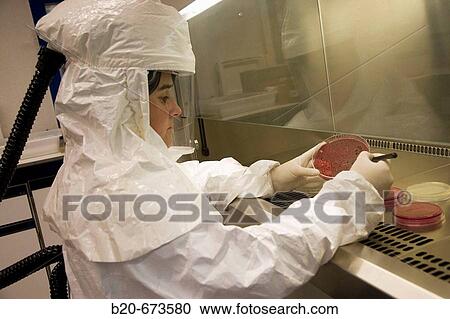 Microbiological culture, working in laminar flow cabinet using monitorized safety equipment (Biosafety Level 2), Laboratory of Bacteriology, Departamento de Producci? n y Sanidad Animal, Neiker Tecnalia, Derio, Bizkaia, Euskadi, Spain View Large Photo Image Stock Image - Microbiological culture, working in laminar flow cabinet using monitorized safety equipment (Biosafety Level 2), Laboratory of Bacteriology, Departamento de Producci? n y Sanidad Animal, Neiker Tecnalia, Derio, Bizkaia, Euskadi, Spain. Fotosearch