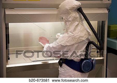 Stock Image - Microbiological culture, working in laminar flow cabinet using monitorized safety equipment (Biosafety Level 2), Laboratory of Bacteriology, Departamento de Producci? n y Sanidad Animal, Neiker Tecnalia, Derio, Bizkaia, Euskadi, Spain. Fotosearch
