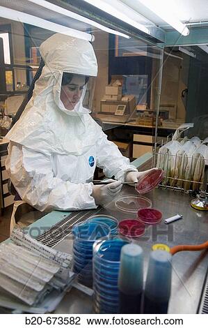 Stock Image - Microbiological culture, working in laminar flow cabinet using monitorized safety equipment (Biosafety Level 2), Laboratory of Bacteriology, Departamento de Producci? n y Sanidad Animal, Neiker Tecnalia, Derio, Bizkaia, Euskadi, Spain. Fotosearch