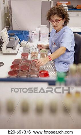 Microbiology laboratory, Petri dishes. Hospital de Zumarraga, Gipuzkoa, Euskadi, Spain View Large Photo Image Stock Photograph - Microbiology laboratory, Petri dishes. Hospital de Zumarraga, Gipuzkoa, Euskadi, Spain. Fotosearch