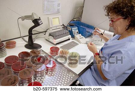 Stock Photography - Microbiology laboratory, Petri dishes. Hospital de Zumarraga, Gipuzkoa, Euskadi, Spain. Fotosearch
