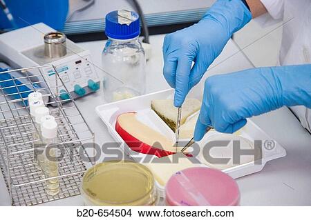 Picture - Microbiology laboratory. Microbiological tests of food, cheese. AZTI-Tecnalia. Technological Centre specialised in Marine and Food Research. Sukarrieta, Bizkaia, Euskadi. Spain.. Fotosearch