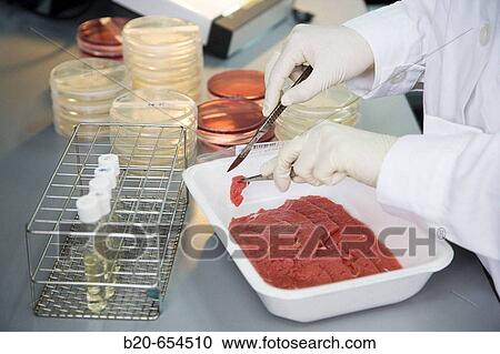 Microbiology laboratory. Microbiological tests of food. Meat. AZTI-Tecnalia. Technological Centre specialised in Marine and Food Research. Sukarrieta, Bizkaia, Euskadi. Spain. View Large Photo Image Stock Image - Microbiology laboratory. Microbiological tests of food. Meat. AZTI-Tecnalia. Technological Centre specialised in Marine and Food Research. Sukarrieta, Bizkaia, Euskadi. Spain.. Fotosearch