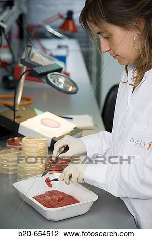 Microbiology laboratory. Microbiological tests of food. Meat. AZTI-Tecnalia. Technological Centre specialised in Marine and Food Research. Sukarrieta, Bizkaia, Euskadi. Spain. View Large Photo Image Stock Image - Microbiology laboratory. Microbiological tests of food. Meat. AZTI-Tecnalia. Technological Centre specialised in Marine and Food Research. Sukarrieta, Bizkaia, Euskadi. Spain.. Fotosearch