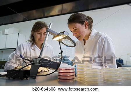 Microbiology laboratory. Microbiological tests of food. Bacteries count. AZTI-Tecnalia. Technological Centre specialised in Marine and Food Research. Sukarrieta, Bizkaia, Euskadi. Spain. View Large Photo Image Stock Photo - Microbiology laboratory. Microbiological tests of food. Bacteries count. AZTI-Tecnalia. Technological Centre specialised in Marine and Food Research. Sukarrieta, Bizkaia, Euskadi. Spain.. Fotosearch