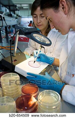 Stock Photo - Microbiology laboratory. Microbiological tests of food. Bacteries count. AZTI-Tecnalia. Technological Centre specialised in Marine and Food Research. Sukarrieta, Bizkaia, Euskadi. Spain.. Fotosearch