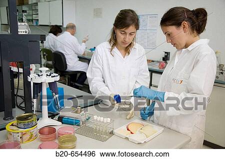 Microbiology laboratory. Microbiological tests of food, cheese. AZTI-Tecnalia. Technological Centre specialised in Marine and Food Research. Sukarrieta, Bizkaia, Euskadi. Spain. View Large Photo Image Stock Photograph - Microbiology laboratory. Microbiological tests of food, cheese. AZTI-Tecnalia. Technological Centre specialised in Marine and Food Research. Sukarrieta, Bizkaia, Euskadi. Spain.. Fotosearch