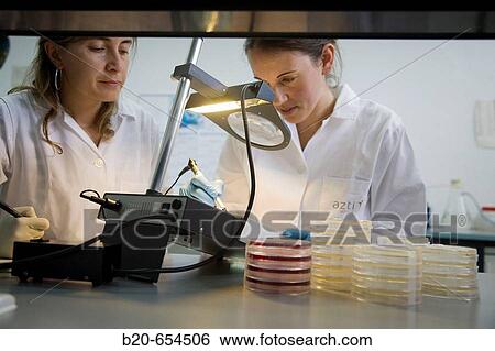 Microbiology laboratory. Microbiological tests of food. Bacteries count. AZTI-Tecnalia. Technological Centre specialised in Marine and Food Research. Sukarrieta, Bizkaia, Euskadi. Spain. View Large Photo Image Stock Photograph - Microbiology laboratory. Microbiological tests of food. Bacteries count. AZTI-Tecnalia. Technological Centre specialised in Marine and Food Research. Sukarrieta, Bizkaia, Euskadi. Spain.. Fotosearch