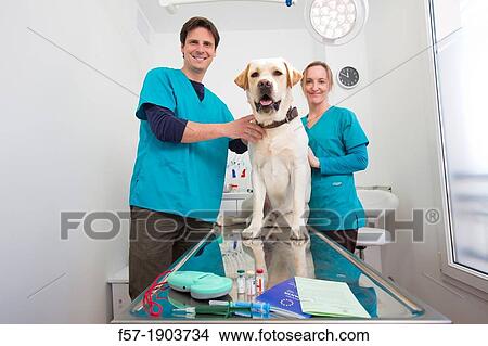 Microchip implant & reader, rabies vaccination and European Pet Passport View Large Photo Image Picture - Microchip implant & reader, rabies vaccination and European Pet Passport. Fotosearch