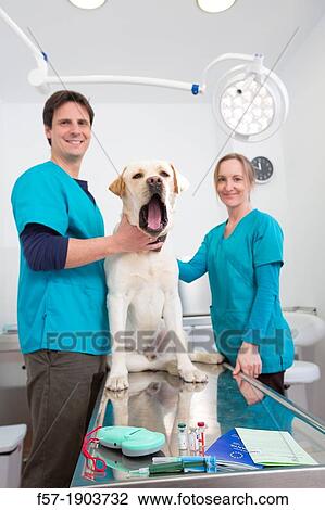 Stock Image - Microchip implant & reader, rabies vaccination and European Pet Passport. Fotosearch
