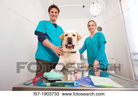 Microchip implant & reader, rabies vaccination and European Pet Passport View Large Photo Image Stock Image - Microchip implant & reader, rabies vaccination and European Pet Passport. Fotosearch