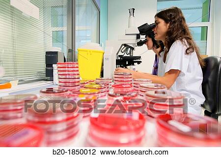 Microscope, General Cultures, Microbiology Department, Donostia Hospital, San Sebastian, Donostia, Gipuzkoa, Basque Country, Spain View Large Photo Image Stock Image - Microscope, General Cultures, Microbiology Department, Donostia Hospital, San Sebastian, Donostia, Gipuzkoa, Basque Country, Spain. Fotosearch